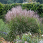 Garten-Chinaschilf 'Kleine Silberspinne'