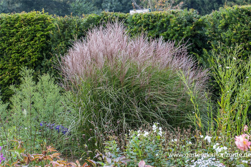Garten-Chinaschilf 'Kleine Silberspinne'
