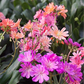 Garten-Bitterwurz 'Regenbogen'