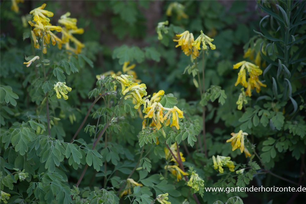 Corydalis lutea