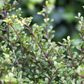 Ilex crenata 'Glorie Gem'