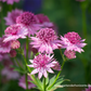 Astrantia major 'Roma'  -R-