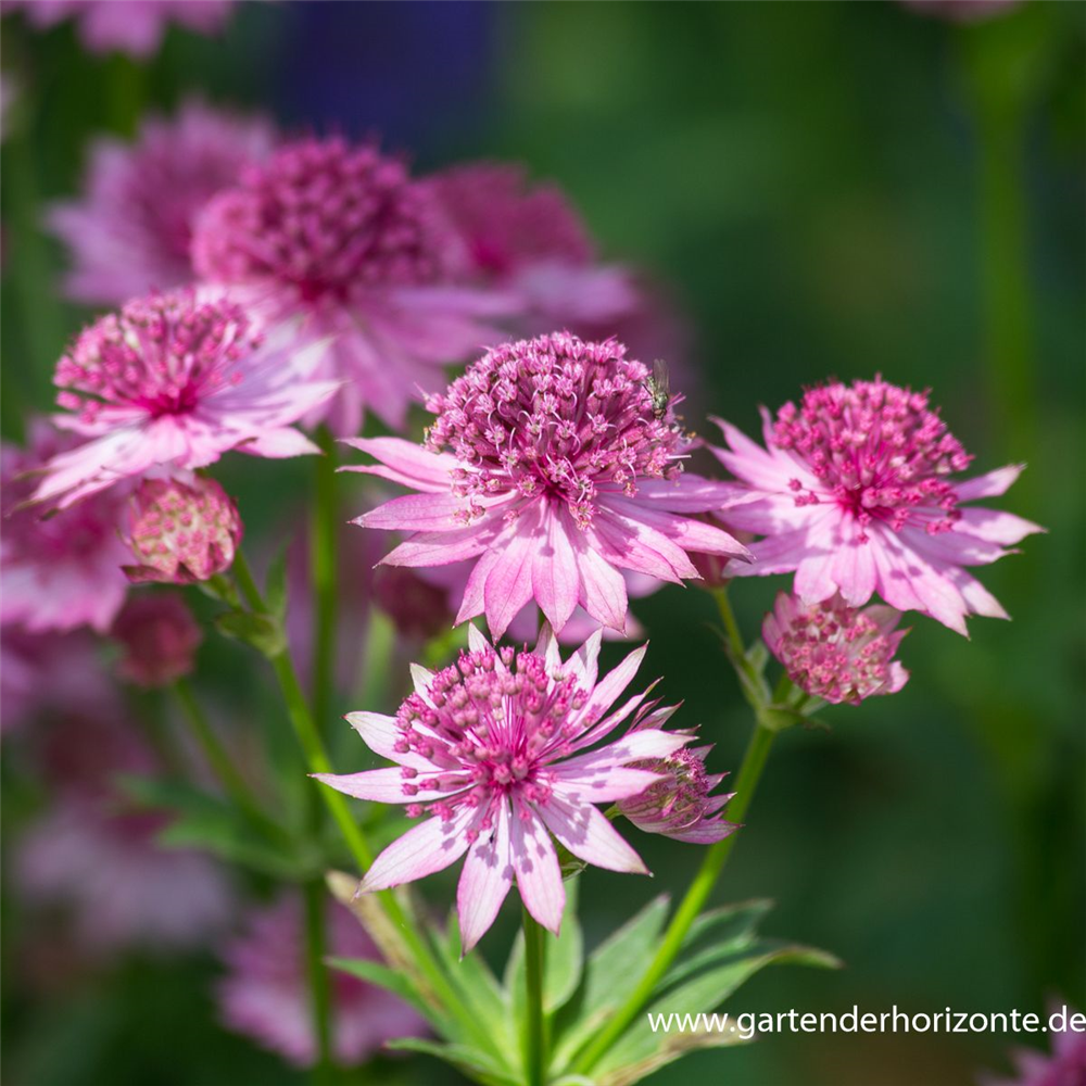 Astrantia major 'Roma'  -R-
