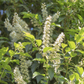 Portugiesische Lorbeerkirsche 'Angustifolia'