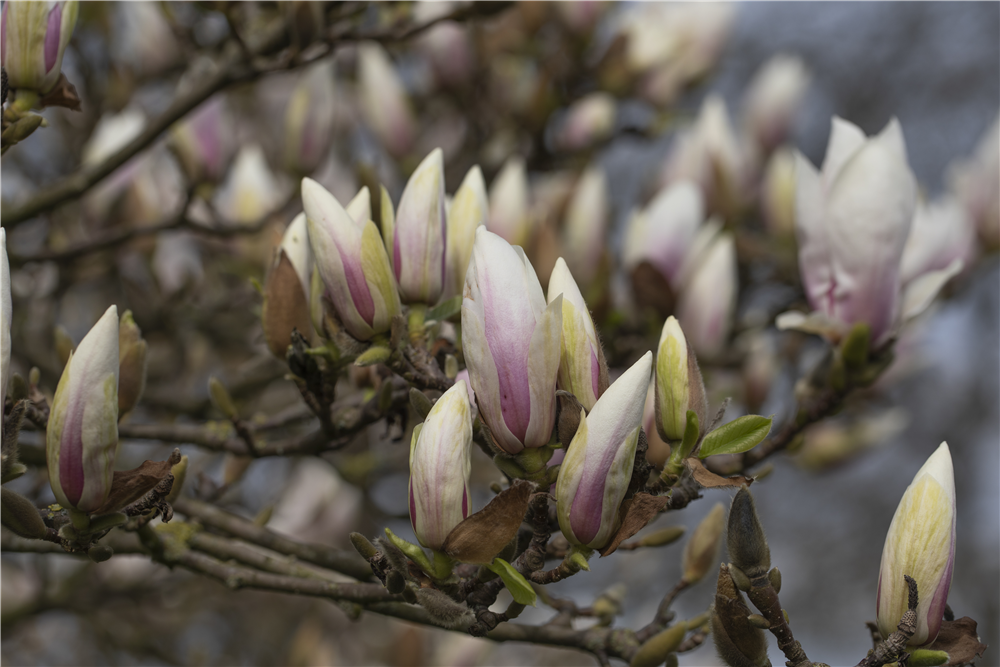 Tulpenmagnolie 'Alba Superba'