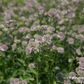 Astrantia major 'Florence'  -R-