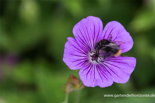 Garten-Storchschnabel 'Pink Penny'®