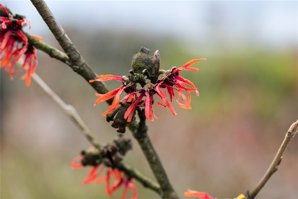 Zaubernuss 'Diane'
