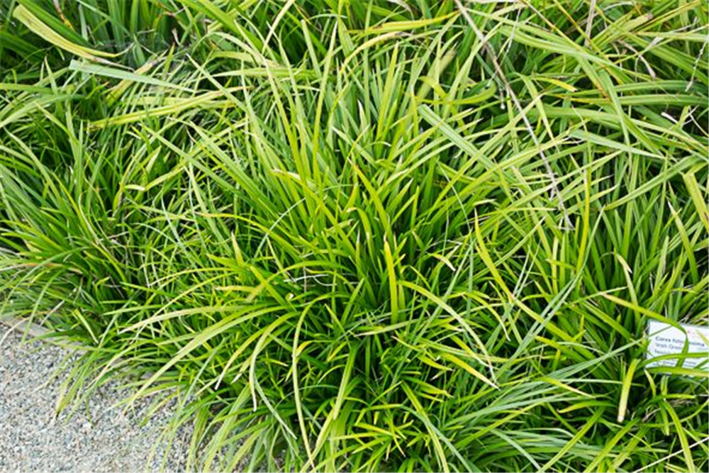 Carex foliosissima 'Irish Green'