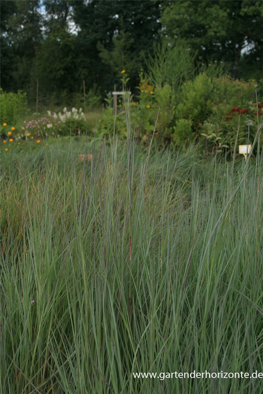 Blaugraues Garten-Präriegras 'Prairie Blues'