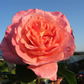 Edelrose 'Augusta Luise'®