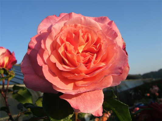 Edelrose 'Augusta Luise'®