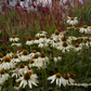Garten-Scheinsonnenhut 'Alba'