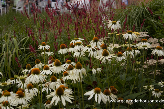 Garten-Scheinsonnenhut 'Alba'