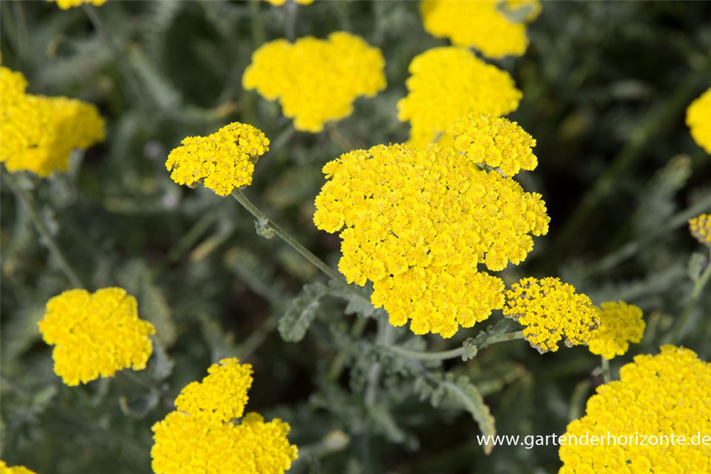 Garten-Goldquirl-Garbe 'Moonshine'