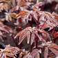 Garten-Pfingstrose 'Karl Rosenfield'