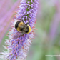 Garten-Kandelaberehrenpreis 'Fascination'