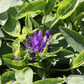 Campanula glomerata 'Acaulis'