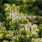 Garten-Teppich-Fettblatt 'Album Superbum'