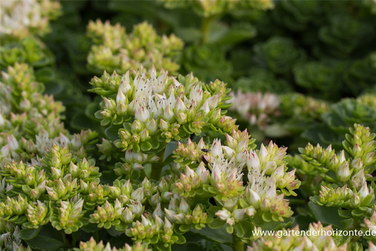 Garten-Teppich-Fettblatt 'Album Superbum'