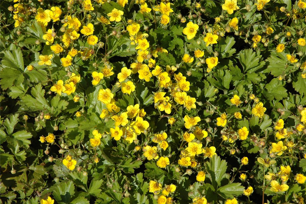 Dreiblättrige Waldsteinie