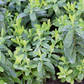 Hypericum calycinum