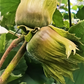 Haselnuss 'Hallesche Riesennuss'