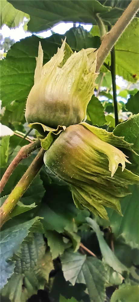 Haselnuss 'Hallesche Riesennuss'