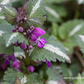 Lamium maculatum 'Chequers'