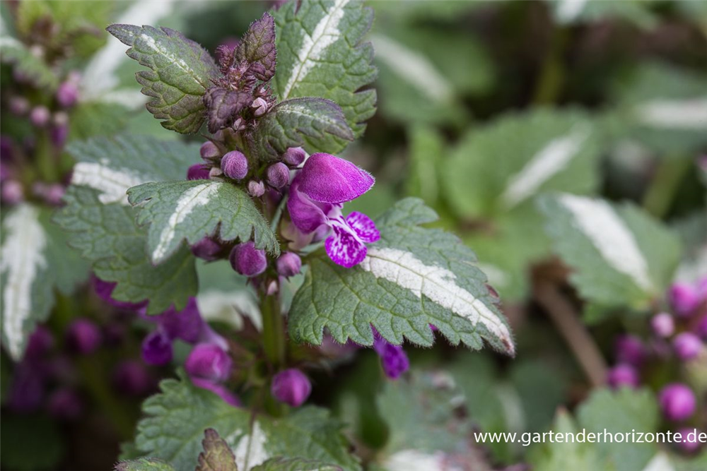 Lamium maculatum 'Chequers'