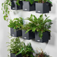LECHUZA Green Wall Home Kit Color