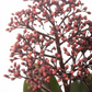 Japanische Blütenskimmie 'Rubella'