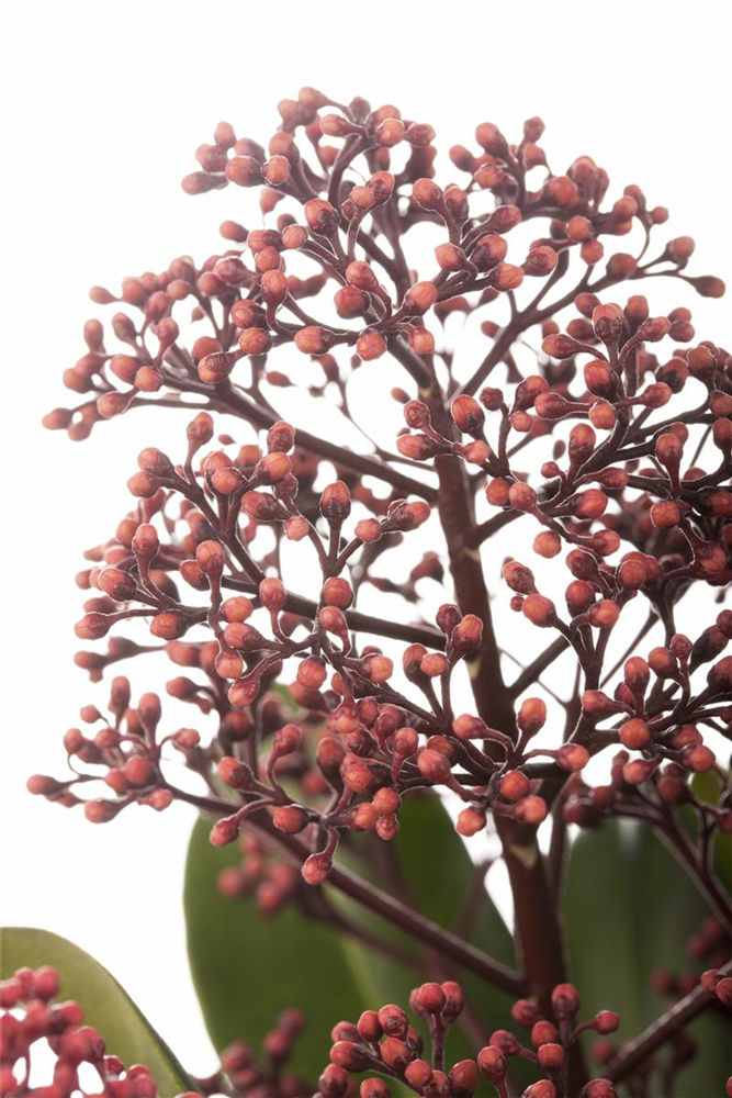 Japanische Blütenskimmie 'Rubella'