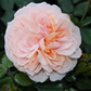 Beetrose 'Garden of Roses'®