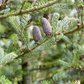 Koreatanne 'Silberlocke'