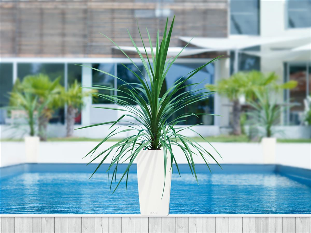 LECHUZA CUBICO Color 22