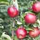 Apfel 'Jonagold'