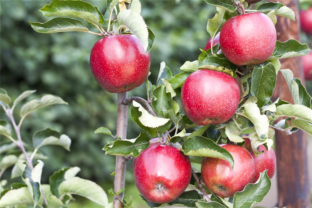 Apfel 'Jonagold'