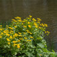 Caltha palustris