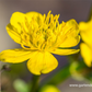 Caltha palustris