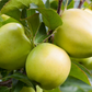 Apfel 'Golden Delicious'