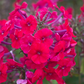 Hohe Flammenblume
