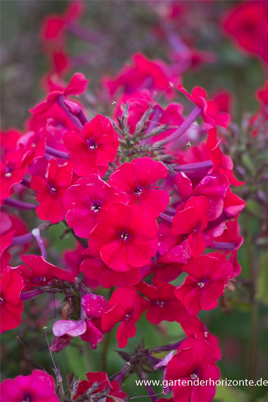 Hohe Flammenblume