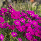Aubrieta x cult.'Regado Red'