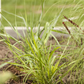 Hakonechloa macra