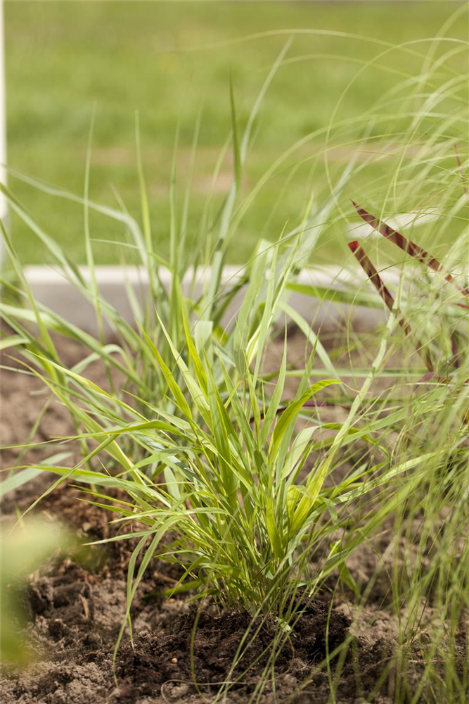 Hakonechloa macra