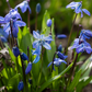 Sibirischer Blaustern  - 10 Blumenzwiebeln