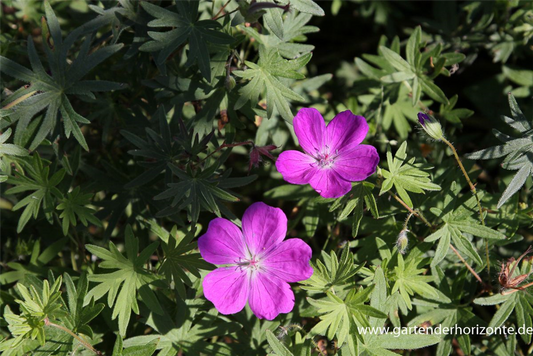 Garten-Blut-Storchschnabel
