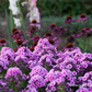 Hohe Flammenblume