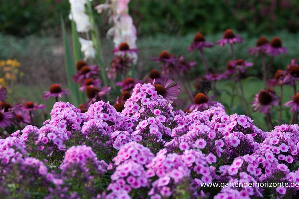 Hohe Flammenblume